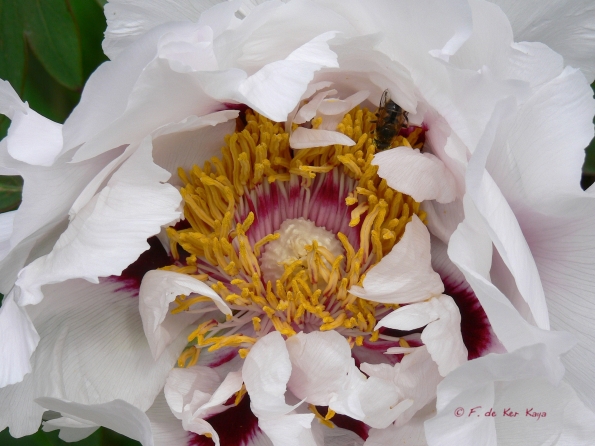 Bois des Moutiers (76) Mai 2012